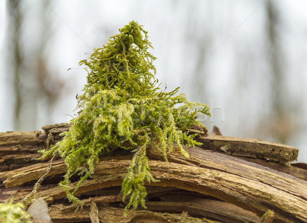 зеленый мох подробность макроса выстрел Сток-фото © prill