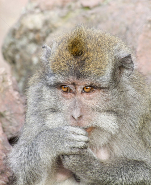 Macaque monkey portrait Stock photo © prill