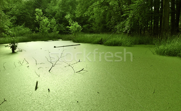 overgrown tarn in the forest Stock photo © prill