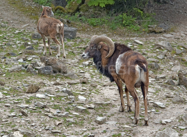 mouflons on stony ground Stock photo © prill