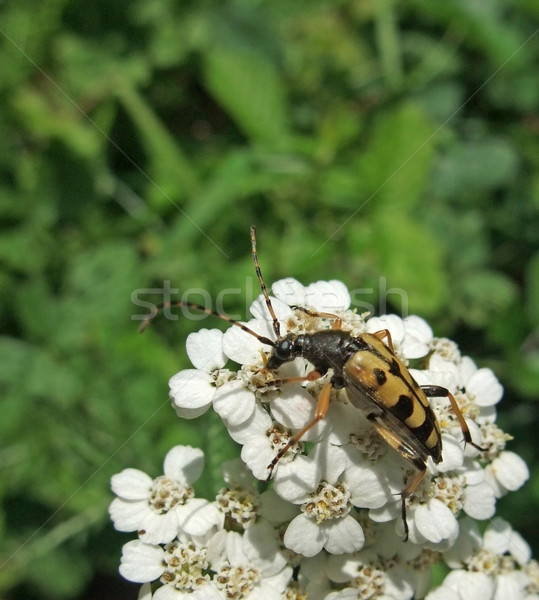 longicorn on white flower in sunny ambiance Stock photo © prill