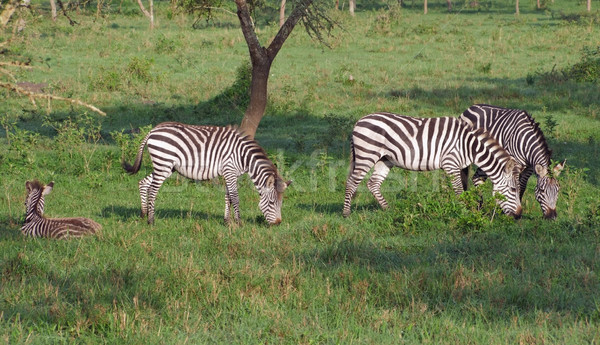Stockfoto: Zebra's · Oeganda · afrika · boom · natuur · paard