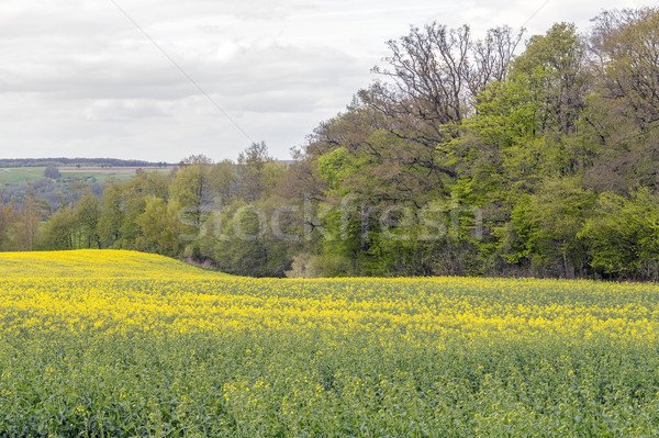 field of rapeseed at spring time Stock photo © prill
