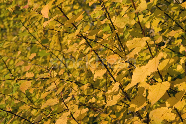 yellow autumn leaves Stock photo © prill