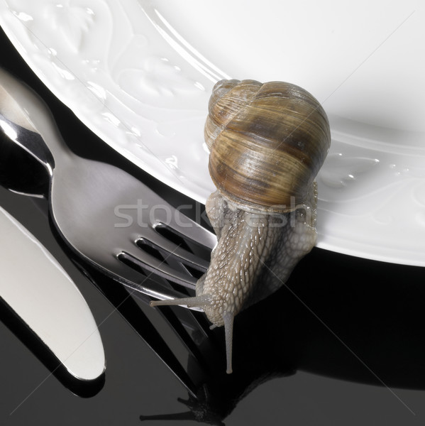 grapevine snail creeping on dinnerware Stock photo © prill