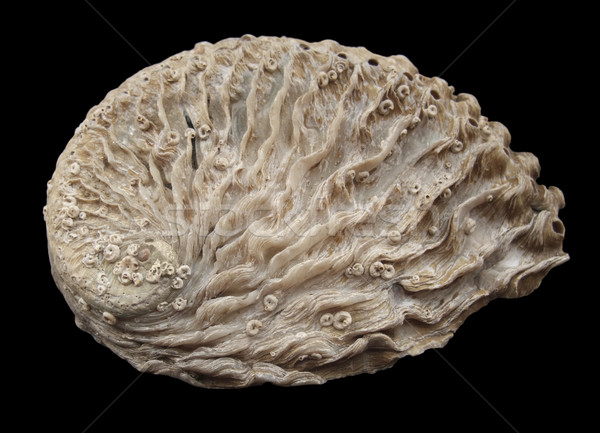 Abalone seashell Stock photo © prill