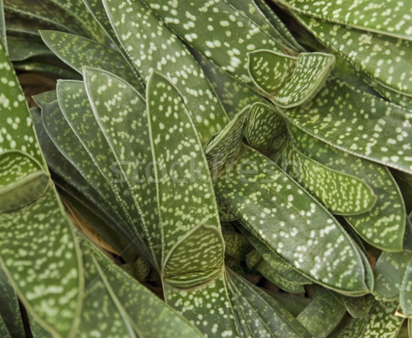 Absztrakt nedvdús növény részlet természetes full frame Stock fotó © prill