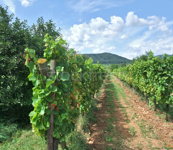 vineyard scenery in Alsace Stock photo © prill
