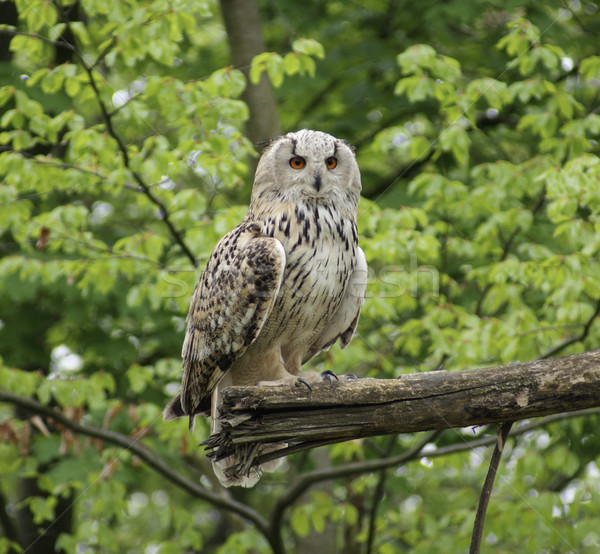 Long-eared Owl Stock photo © prill
