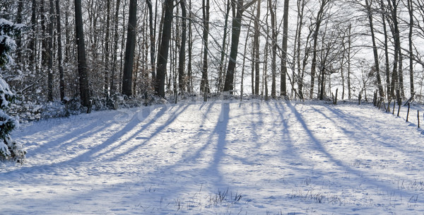 Stock photo: snowy forest
