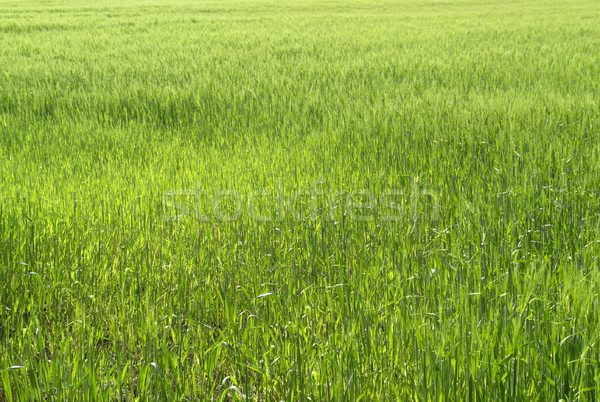Tam kare soyut yeşil manzara güneşli çim Stok fotoğraf © prill