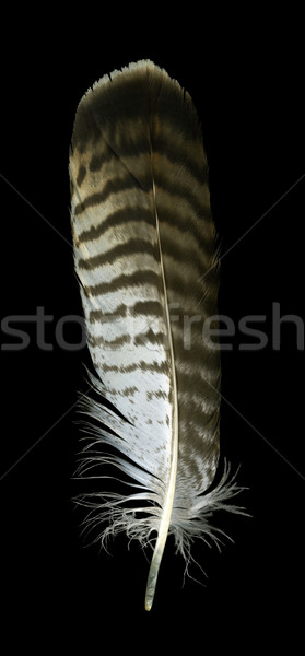 raptor´s feather Stock photo © prill