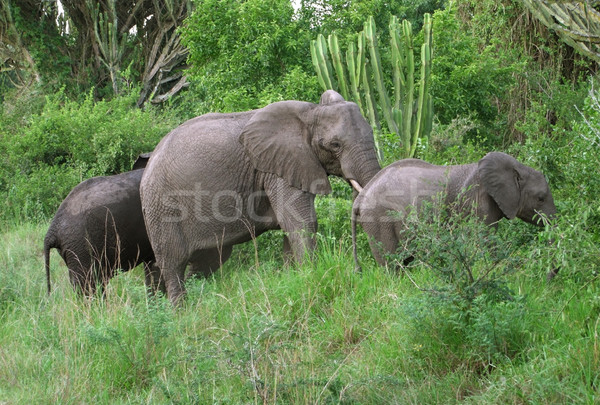 слон семьи зеленый растительность Уганда Африка Сток-фото © prill