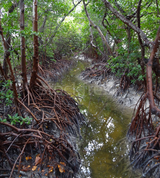 mangroves Stock photo © prill