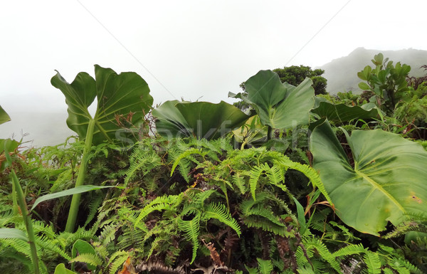 exotic vegetation Stock photo © prill