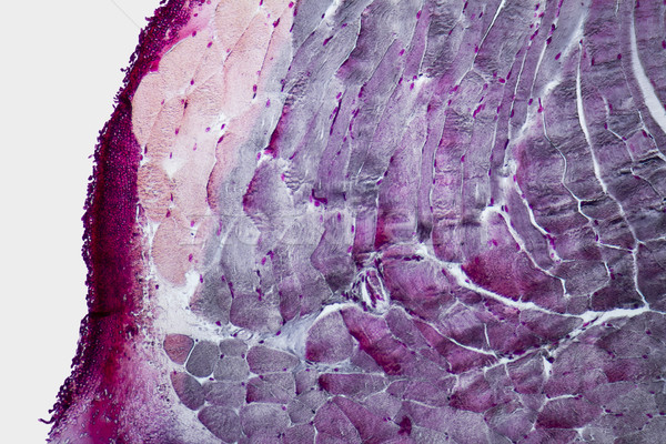 Microscopisch nek full frame shot tonen Stockfoto © prill