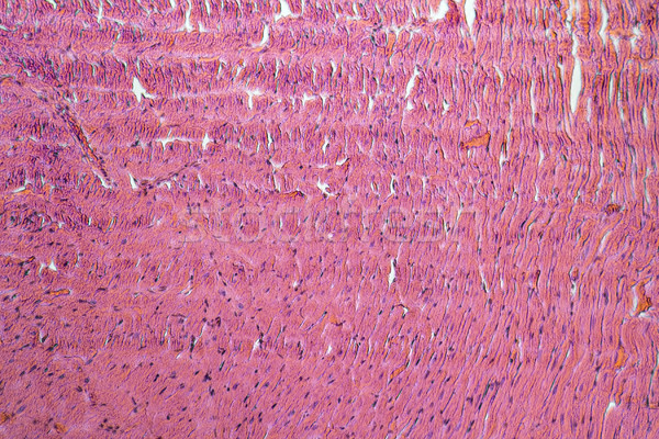 Serca mikroskopijny szczegół muzyka komórek Zdjęcia stock © prill