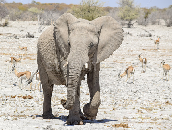 African bush elephant Stock photo © prill