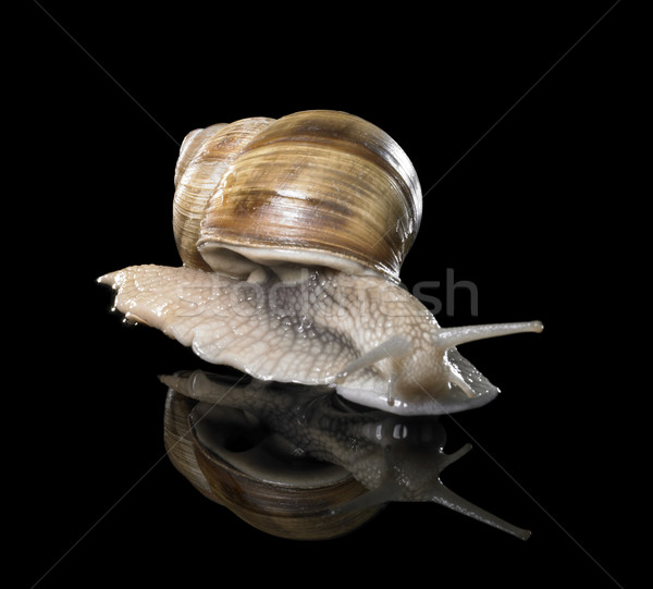 Grapevine snail on black Stock photo © prill