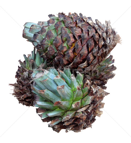 Agave tequilana Stock photo © prill