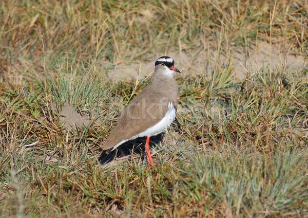 Crowned lapwing Stock photo © prill