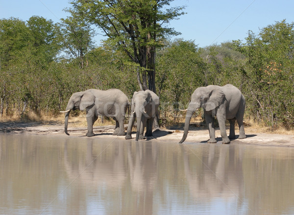 Stock photo: Elephants in Botswana