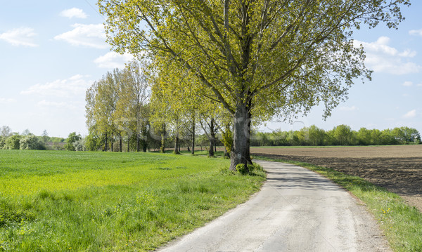 field path at spring time Stock photo © prill