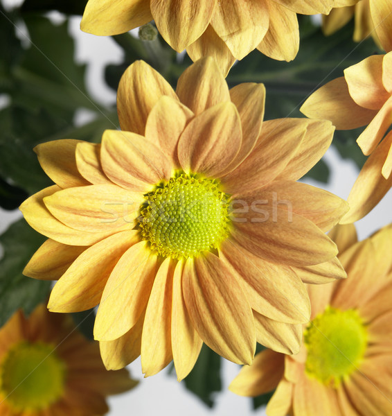 Oranje bloesems groene bladeren bloem bloemen blad Stockfoto © prill