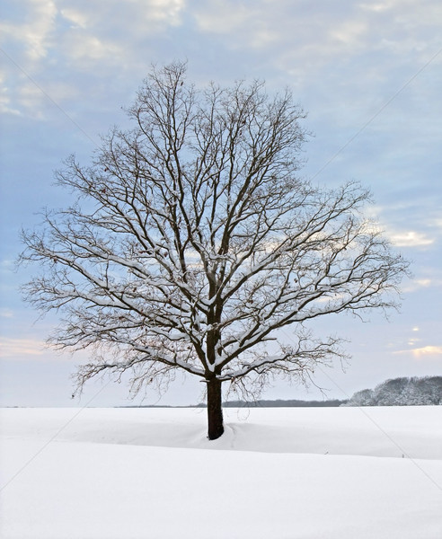 winter tree at evening time Stock photo © prill