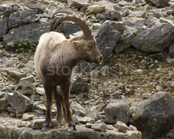 Alpine Ibex in stony back Stock photo © prill