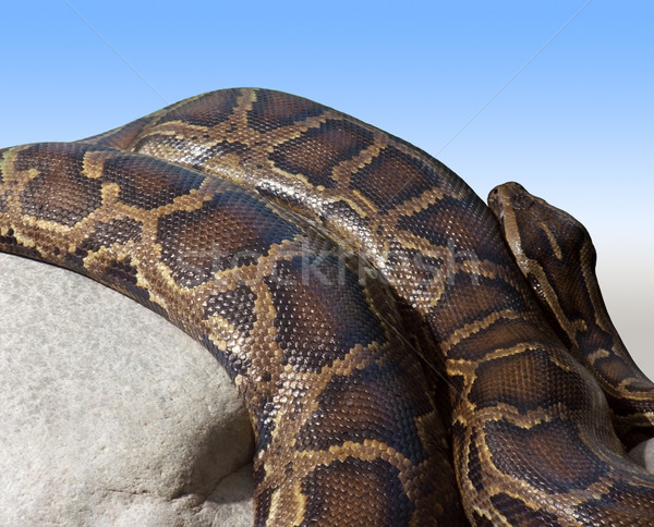 Pitón detalle piedra azul Foto stock © prill