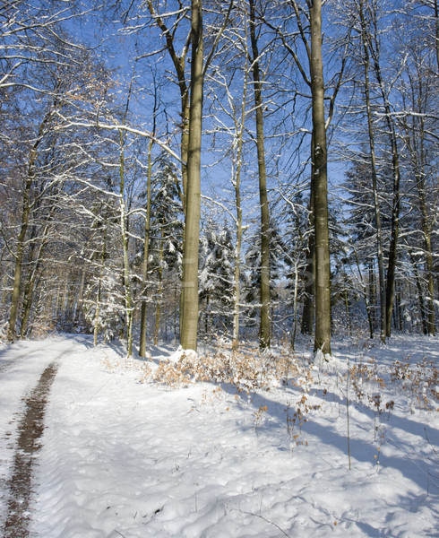 snowy forest Stock photo © prill