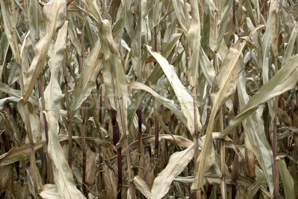 sere corn plants Stock photo © prill