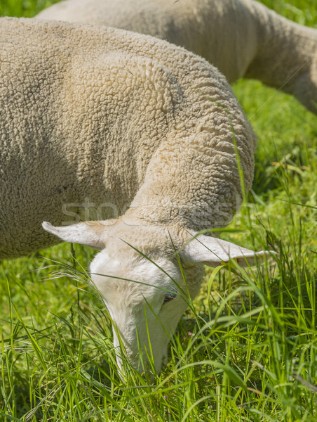 grazing sheep at spring time Stock photo © prill