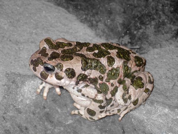 European Green Toad Stock photo © prill