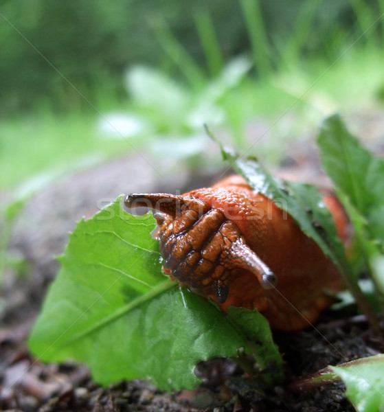 Rood naaktslak eten groen blad bos Stockfoto © prill