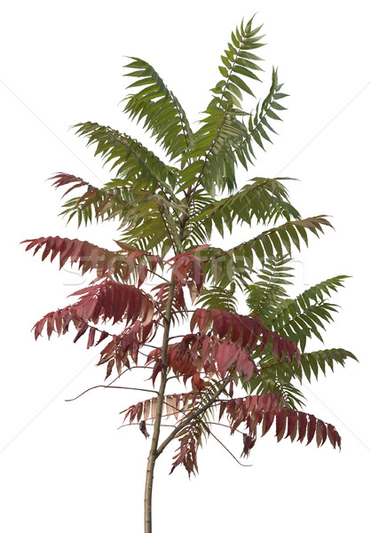 little staghorn sumac tree Stock photo © prill