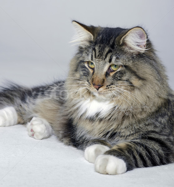 resting Norwegian Forest cat Stock photo © prill