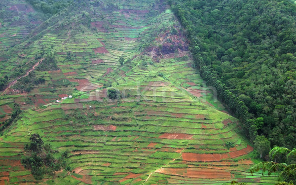 border of the Bwindi Impenetrable Forest in Uganda Stock photo © prill