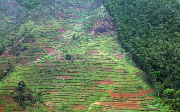 Grens bos Oeganda luchtfoto tonen afrika Stockfoto © prill