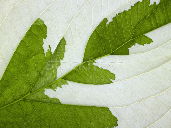 eroded leaf detail Stock photo © prill