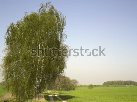 Idílico paisaje primavera tiempo forestales Foto stock © prill