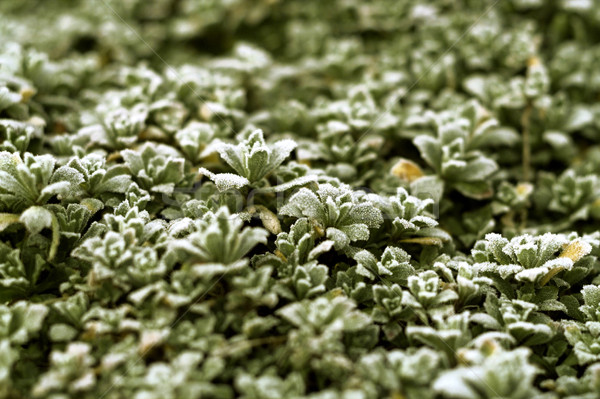Frostig Blätter Detail erschossen wenig Stock foto © prill