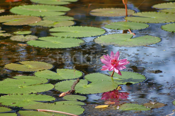 water lily Stock photo © prill