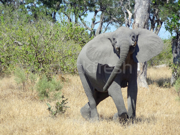 Elephant in Botswana Stock photo © prill