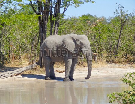 Elephant in Botswana Stock photo © prill