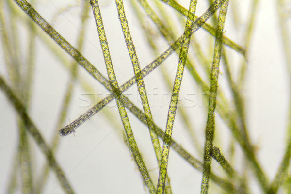 Microscopic detaliu verde apa dulce natură ştiinţă Imagine de stoc © prill