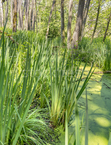 sunny wetland scenery Stock photo © prill