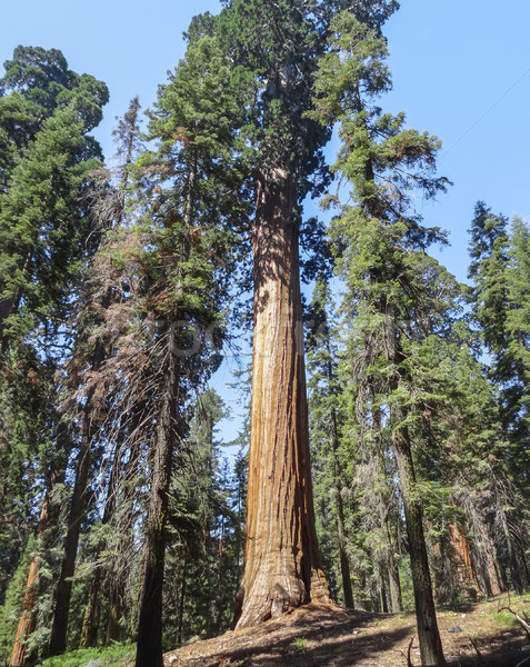 Zdjęcia stock: Sekwoja · parku · dekoracje · kanion · drzew · California