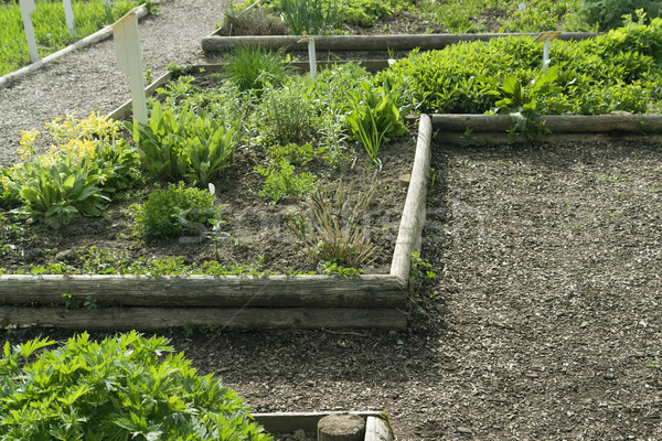 Gyógynövény kert részlet takaros kert gyógynövények tavasz Stock fotó © prill